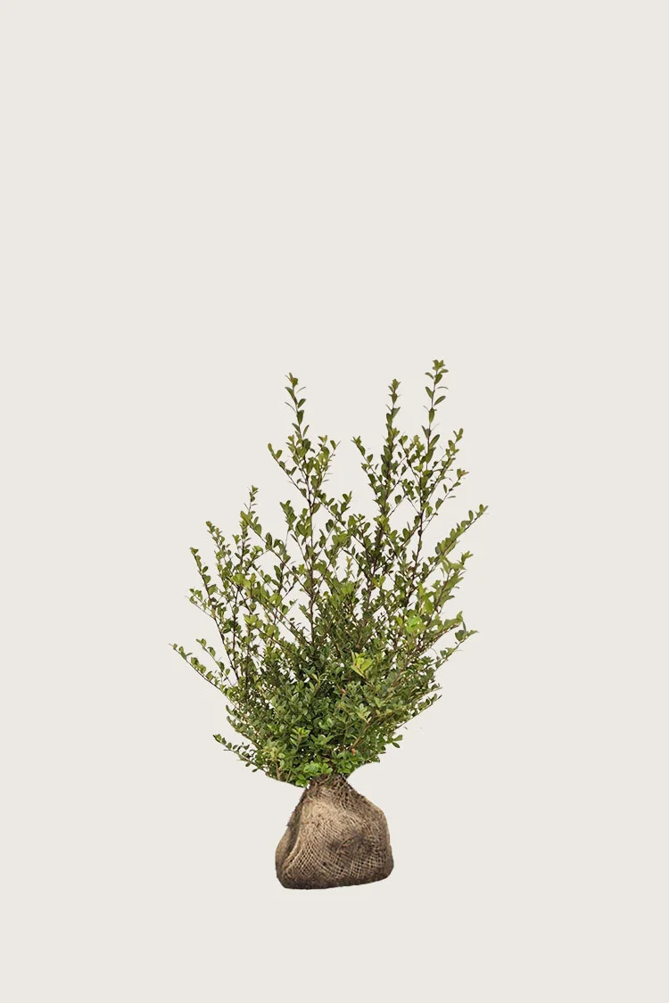 Japaninorjanlaakeri 'Dark Green' 100cm Outlet | Plantinavia