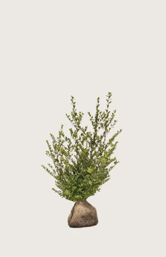 Japaninorjanlaakeri 'Dark Green' 80cm Outlet | Plantinavia