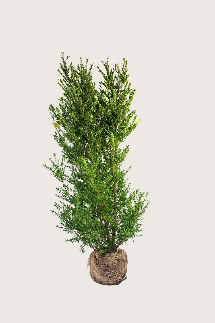 Japaninorjanlaakeri 'Dark Green' 175cm Tuuhea | Plantinavia