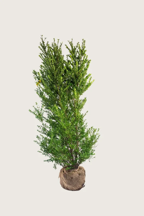 Japaninorjanlaakeri 'Dark Green' 200cm Tuuhea | Plantinavia