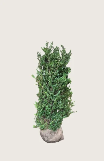 Japaninorjanlaakeri 'Dark Green' 40cm Tuuhea | Plantinavia