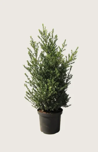 Japaninorjanlaakeri 'Dark Green' 125cm Hyvin tuuhea | Plantinavia