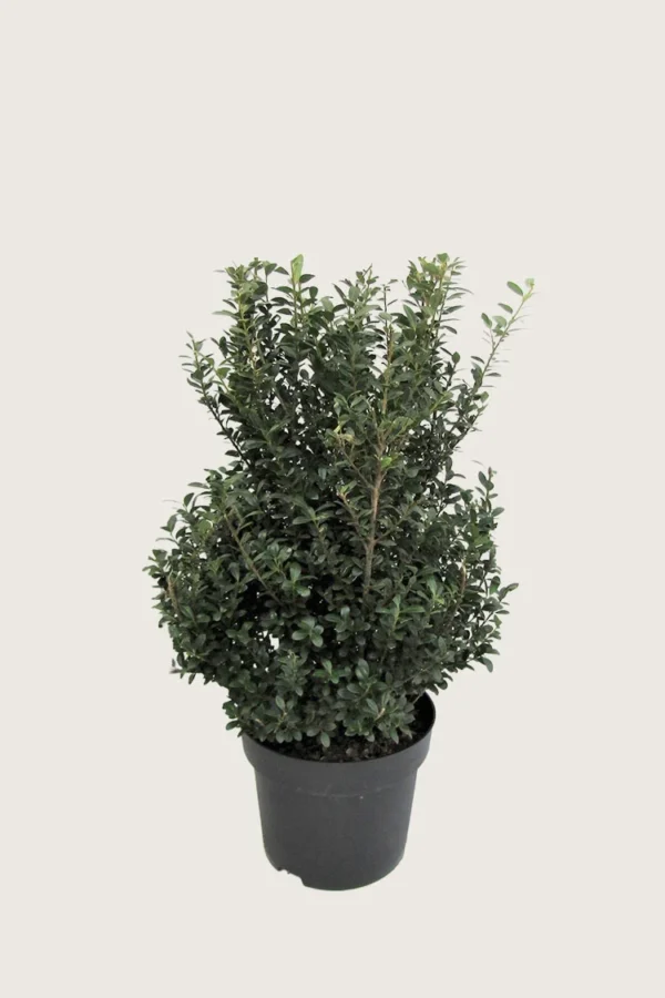 Japaninorjanlaakeri 'Dark Green' 60cm Hyvin tuuhea | Plantinavia