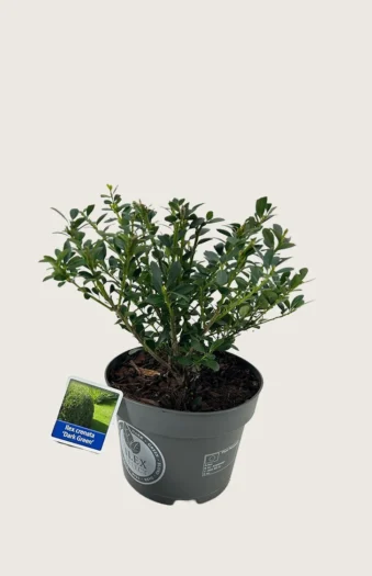 Japaninorjanlaakeri 'Dark Green' 15cm Outlet | Plantinavia