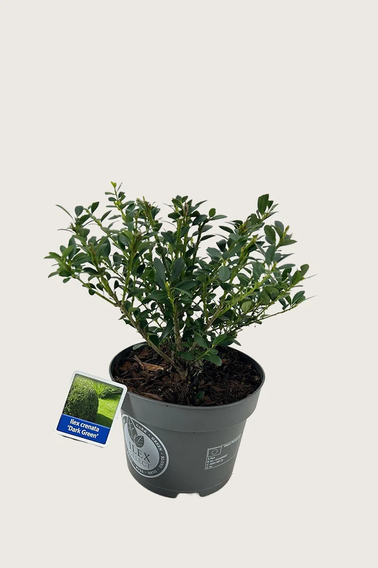 Japaninorjanlaakeri 'Dark Green' 15cm Outlet | Plantinavia