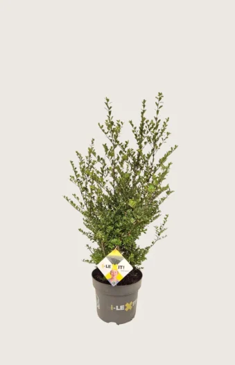 Japaninorjanlaakeri 'Dark Green' 40cm Outlet | Plantinavia