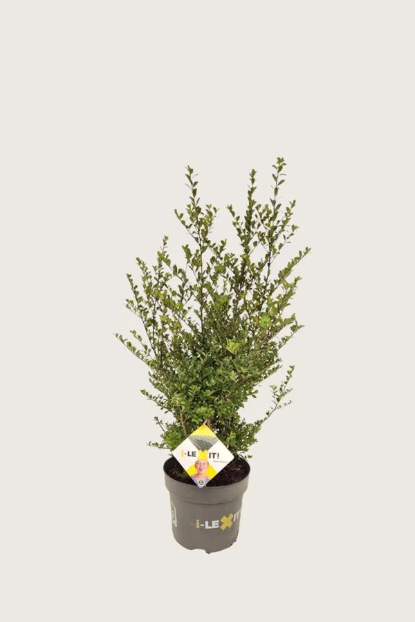 Japaninorjanlaakeri 'Dark Green' 60cm Outlet | Plantinavia