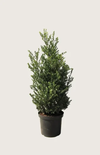 Japaninorjanlaakeri 'Dark Green' 100cm Tuuhea | Plantinavia