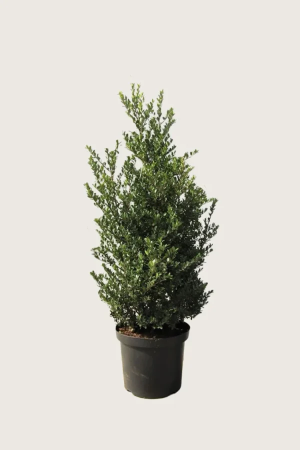 Japaninorjanlaakeri 'Dark Green' 100cm Tuuhea | Plantinavia