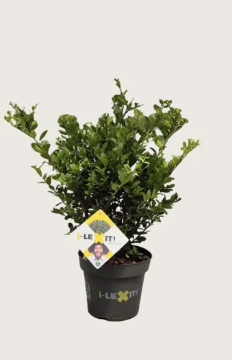 Japaninorjanlaakeri 'Dark Green' 40cm Tuuhea | Plantinavia