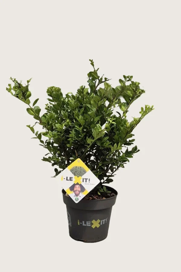 Japaninorjanlaakeri 'Dark Green' 40cm Tuuhea | Plantinavia