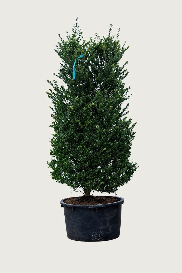 Japaninorjanlaakeri 'Dark Green' 125cm Hyvin tuuhea | Plantinavia