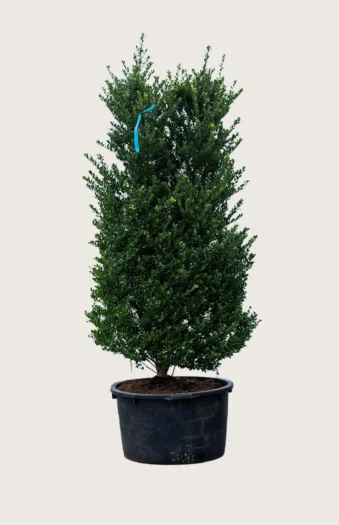 Japaninorjanlaakeri 'Dark Green' 150cm Hyvin tuuhea | Plantinavia