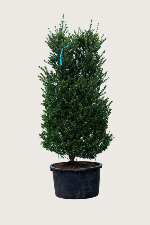 Japaninorjanlaakeri 'Dark Green' 80cm Hyvin tuuhea | Plantinavia