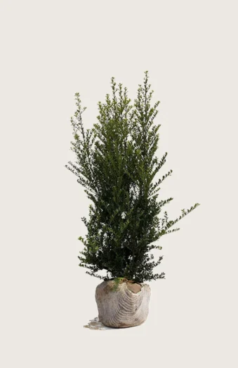 Japaninorjanlaakeri 'Green Hedge' 150cm Hyvin tuuhea | Plantinavia