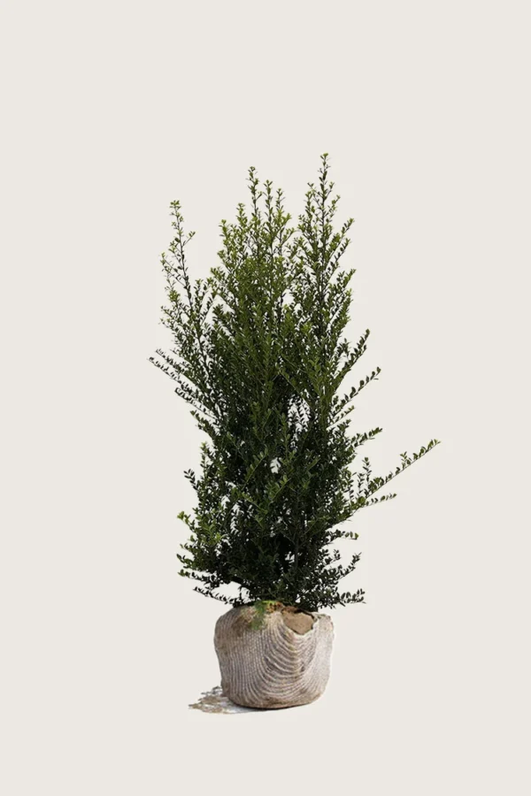 Japaninorjanlaakeri 'Green Hedge' 150cm Hyvin tuuhea | Plantinavia