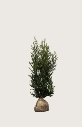 Japaninorjanlaakeri 'Green Hedge' 40cm Hyvin tuuhea | Plantinavia