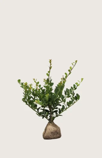 Japaninorjanlaakeri 'Green Hedge' 80cm Outlet | Plantinavia