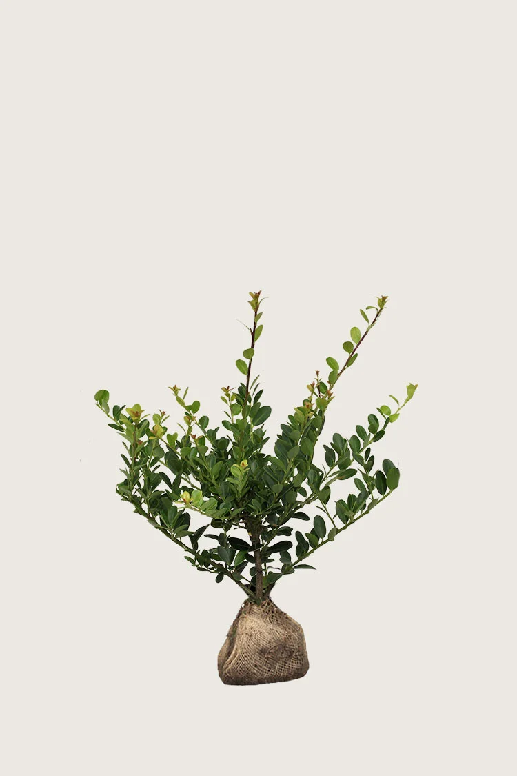 Japaninorjanlaakeri 'Green Hedge' 80cm Outlet | Plantinavia