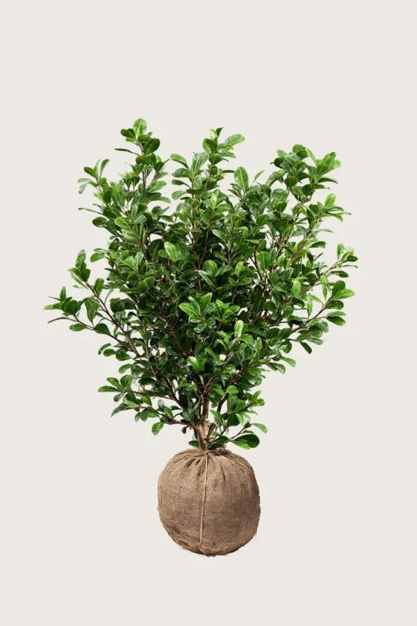 Japaninorjanlaakeri 'Green Hedge' 150cm Tuuhea | Plantinavia