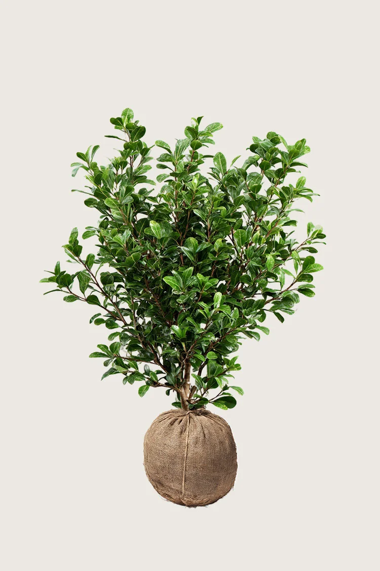 Japaninorjanlaakeri 'Green Hedge' 150cm Tuuhea | Plantinavia