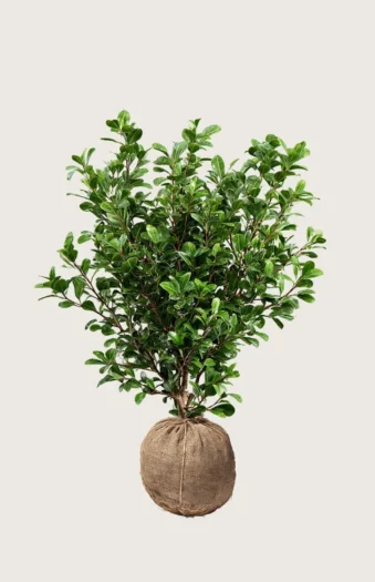Japaninorjanlaakeri 'Green Hedge' 175cm Tuuhea | Plantinavia