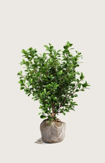 Japaninorjanlaakeri 'Green Hedge' 60cm Tuuhea | Plantinavia