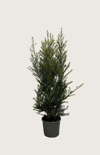 Japaninorjanlaakeri 'Green Hedge' 60cm Hyvin tuuhea | Plantinavia