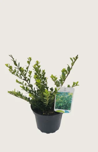 Japaninorjanlaakeri 'Green Hedge' 15cm Outlet | Plantinavia