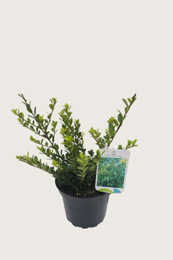 Japaninorjanlaakeri 'Green Hedge' 15cm Outlet | Plantinavia