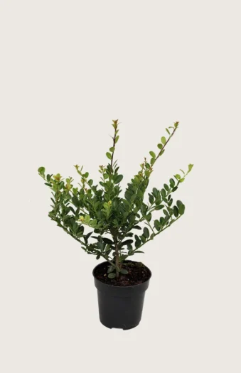 Japaninorjanlaakeri 'Green Hedge' 40cm Outlet | Plantinavia
