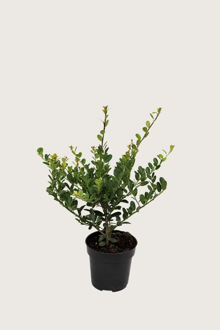 Japaninorjanlaakeri 'Green Hedge' 40cm Outlet | Plantinavia