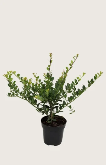 Japaninorjanlaakeri 'Green Hedge' 125cm Tuuhea | Plantinavia