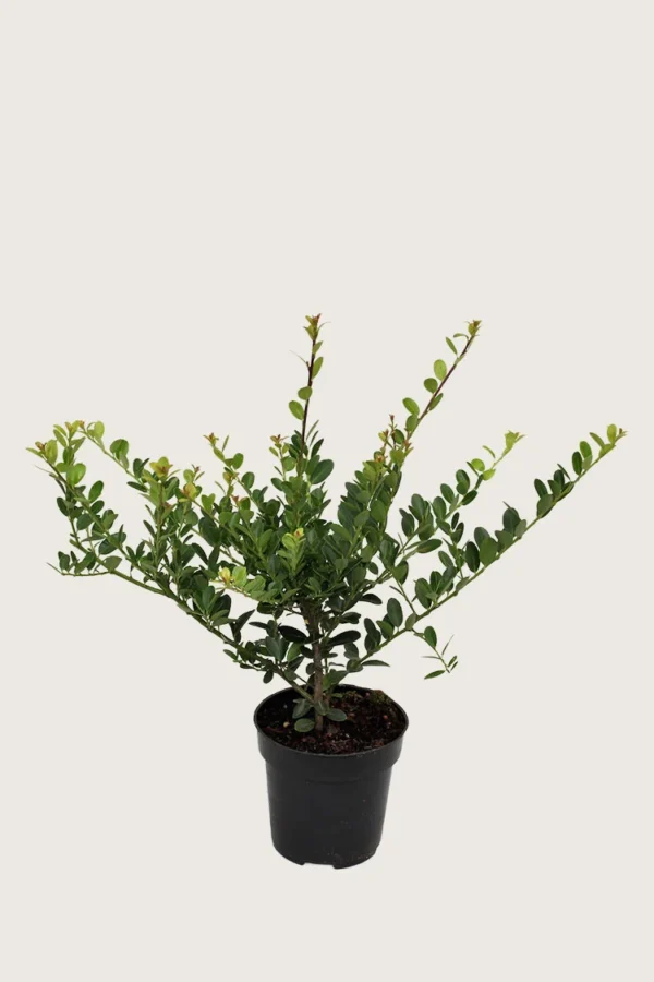 Japaninorjanlaakeri 'Green Hedge' 60cm Tuuhea | Plantinavia