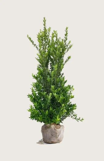 Japaninorjanlaakeri 'Kanehirae' 125cm Hyvin tuuhea | Plantinavia