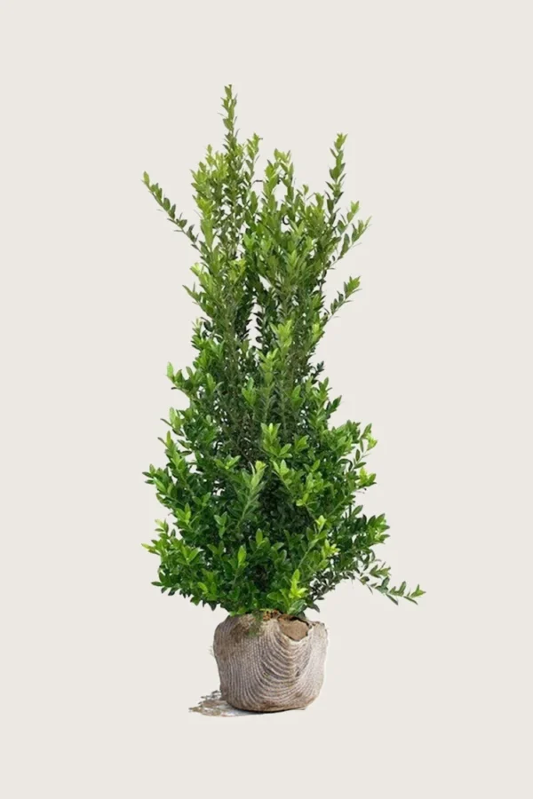 Japaninorjanlaakeri 'Kanehirae' 150cm Hyvin tuuhea | Plantinavia