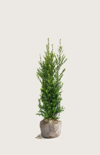 Japaninorjanlaakeri 'Kanehirae' 40cm Hyvin tuuhea | Plantinavia