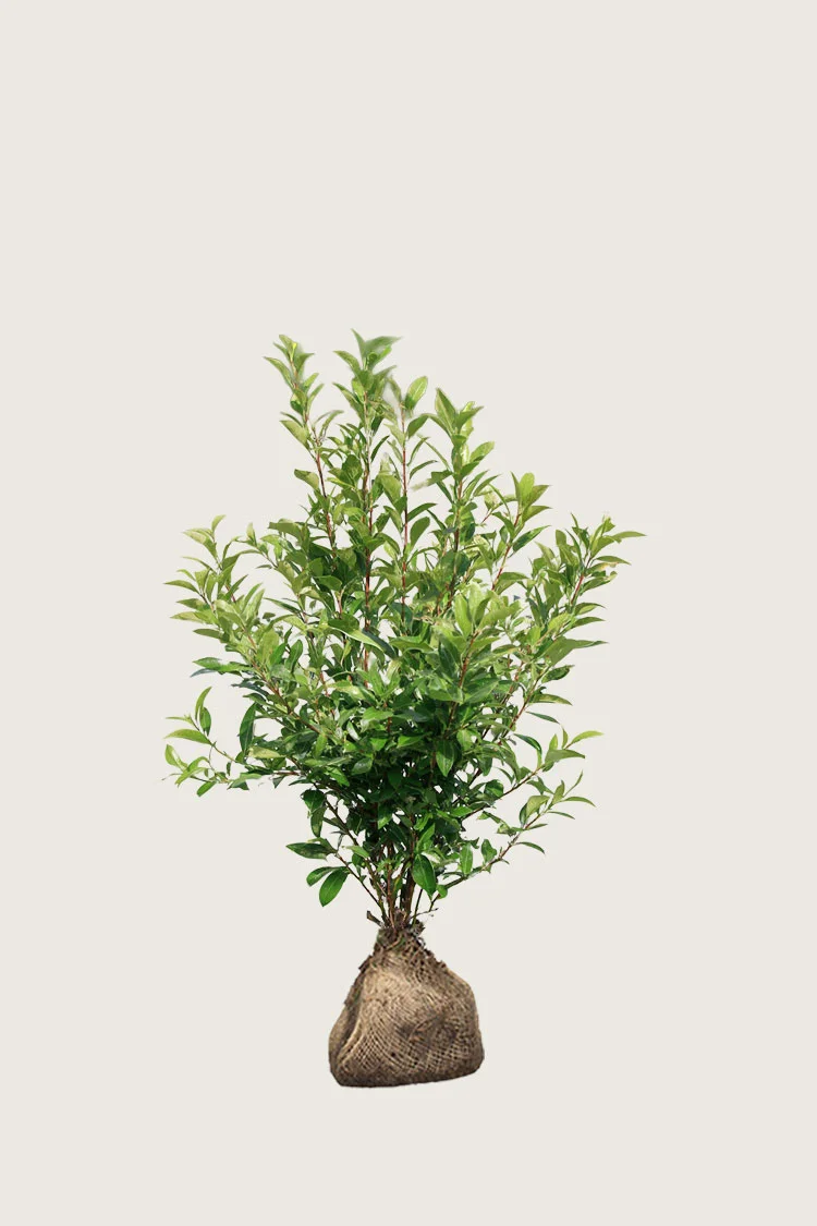 Selected Product