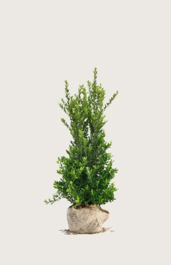 Japaninorjanlaakeri 'Kanehirae' 100cm Tuuhea | Plantinavia