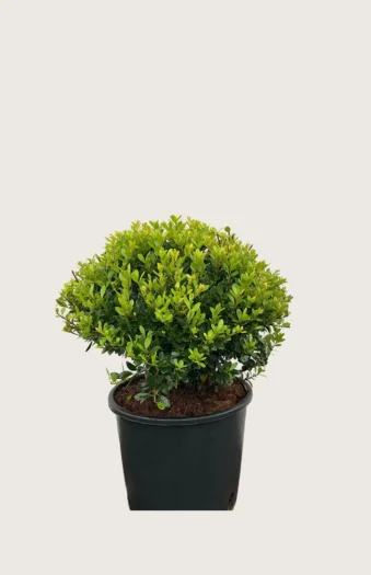 Japaninorjanlaakeri 'Kanehirae' 15cm Outlet | Plantinavia