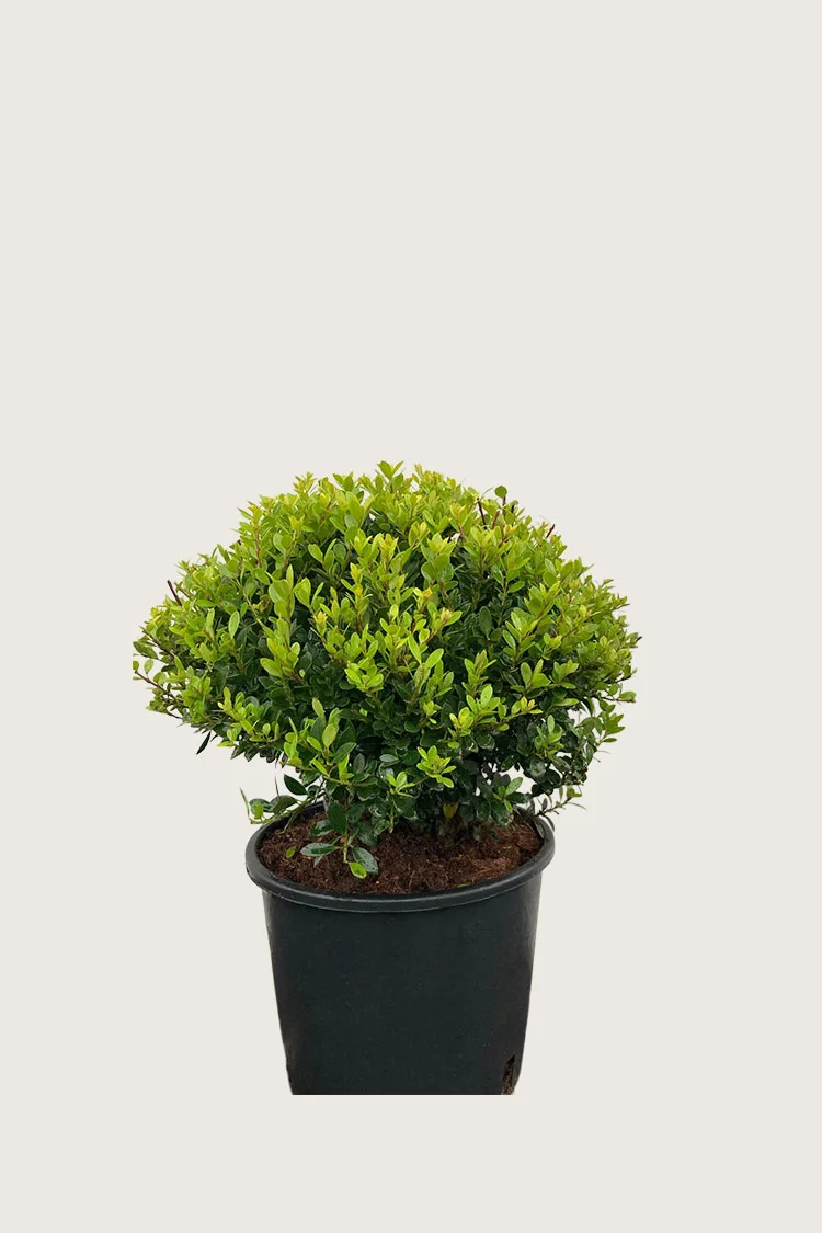 Japaninorjanlaakeri 'Kanehirae' 15cm Outlet | Plantinavia