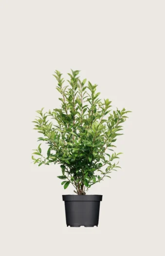 Japaninorjanlaakeri 'Kanehirae' 40cm Outlet | Plantinavia