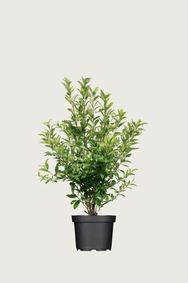 Japaninorjanlaakeri 'Kanehirae' 40cm Outlet | Plantinavia