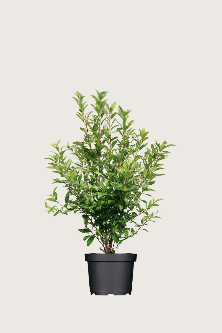 Japaninorjanlaakeri 'Kanehirae' 40cm Outlet | Plantinavia