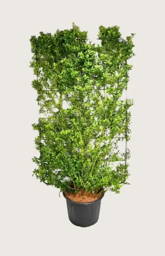 Japaninorjanlaakeri 'Kanehirae' 200cm Hyvin tuuhea | Plantinavia