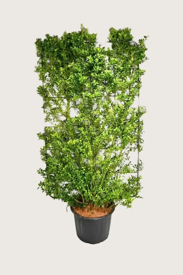 Japaninorjanlaakeri 'Kanehirae' 200cm Hyvin tuuhea | Plantinavia