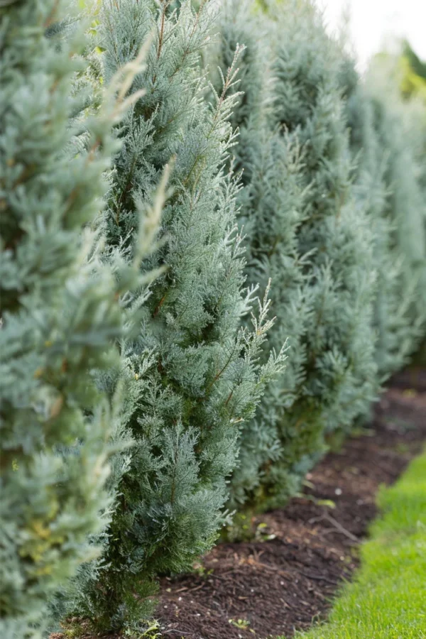 Kalliovuortenkataja Blue Arrow