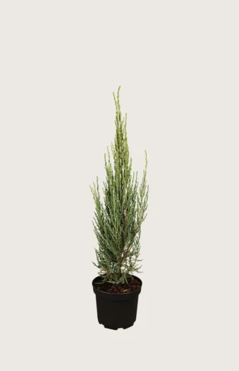 Kalliovuortenkataja Blue Arrow 60cm Hyvin tuuhea | Plantinavia