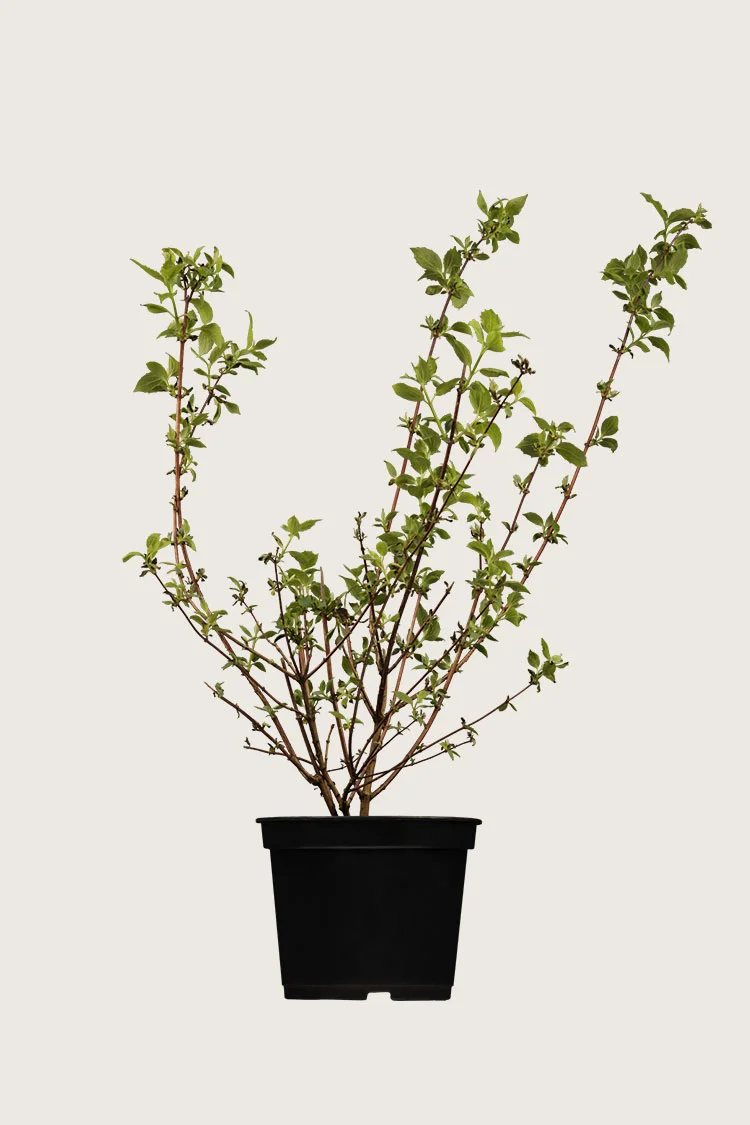 Kameliajasmike 100cm Hyvin tuuhea | Plantinavia