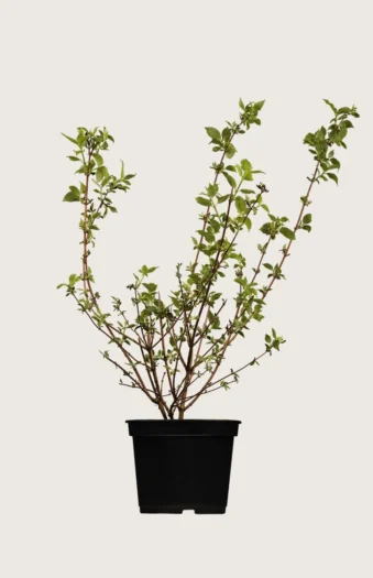 Kameliajasmike 150cm Hyvin tuuhea | Plantinavia